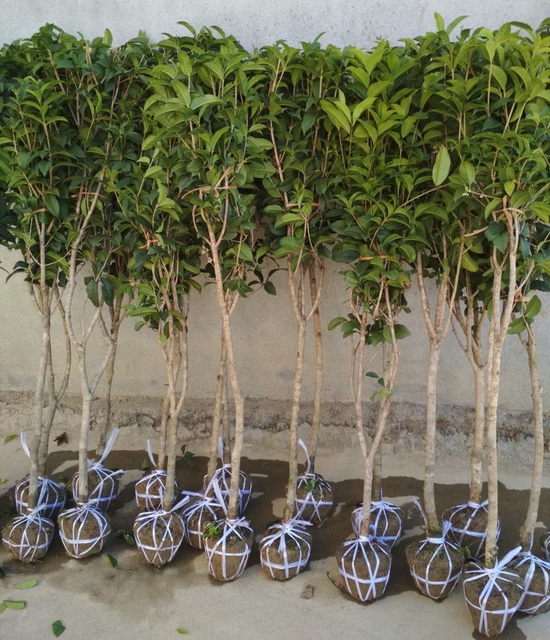 四季桂大树四季常青开花绿化工程桂花树庭院室外绿植苗木包邮
