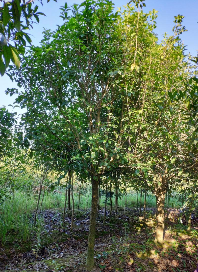四季桂大树四季常青开花绿化工程桂花树庭院室外绿植苗木包邮