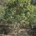 四季桂大树四季常青开花绿化工程桂花树庭院室外绿植苗木包邮
