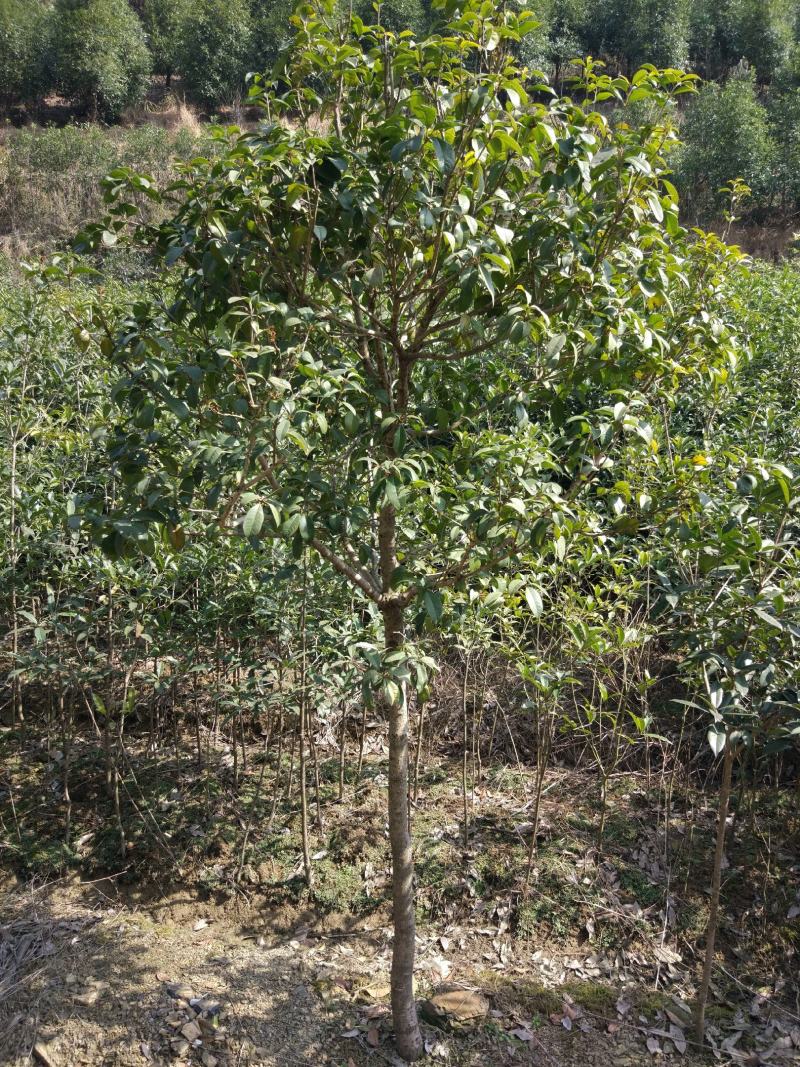 四季桂大树四季常青开花绿化工程桂花树庭院室外绿植苗木包邮