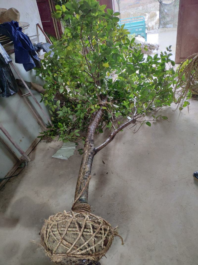 四季桂大树四季常青开花绿化工程桂花树庭院室外绿植苗木包邮