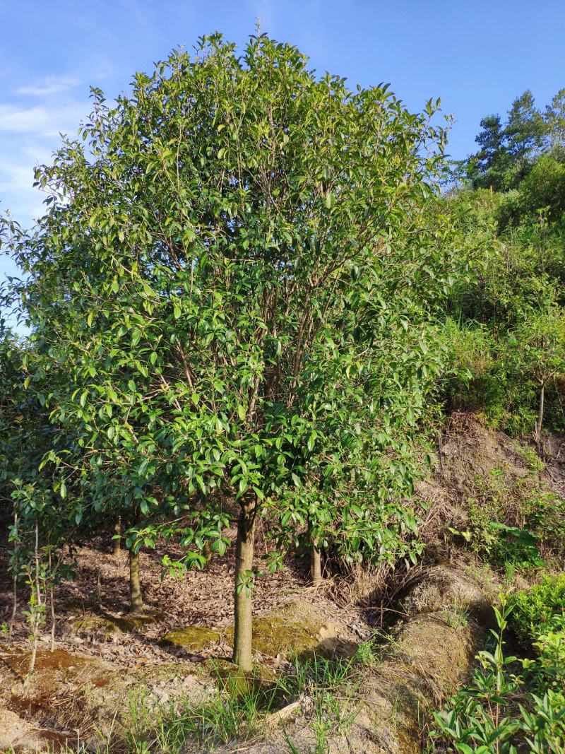 四季桂大树四季常青开花绿化工程桂花树庭院室外绿植苗木包邮