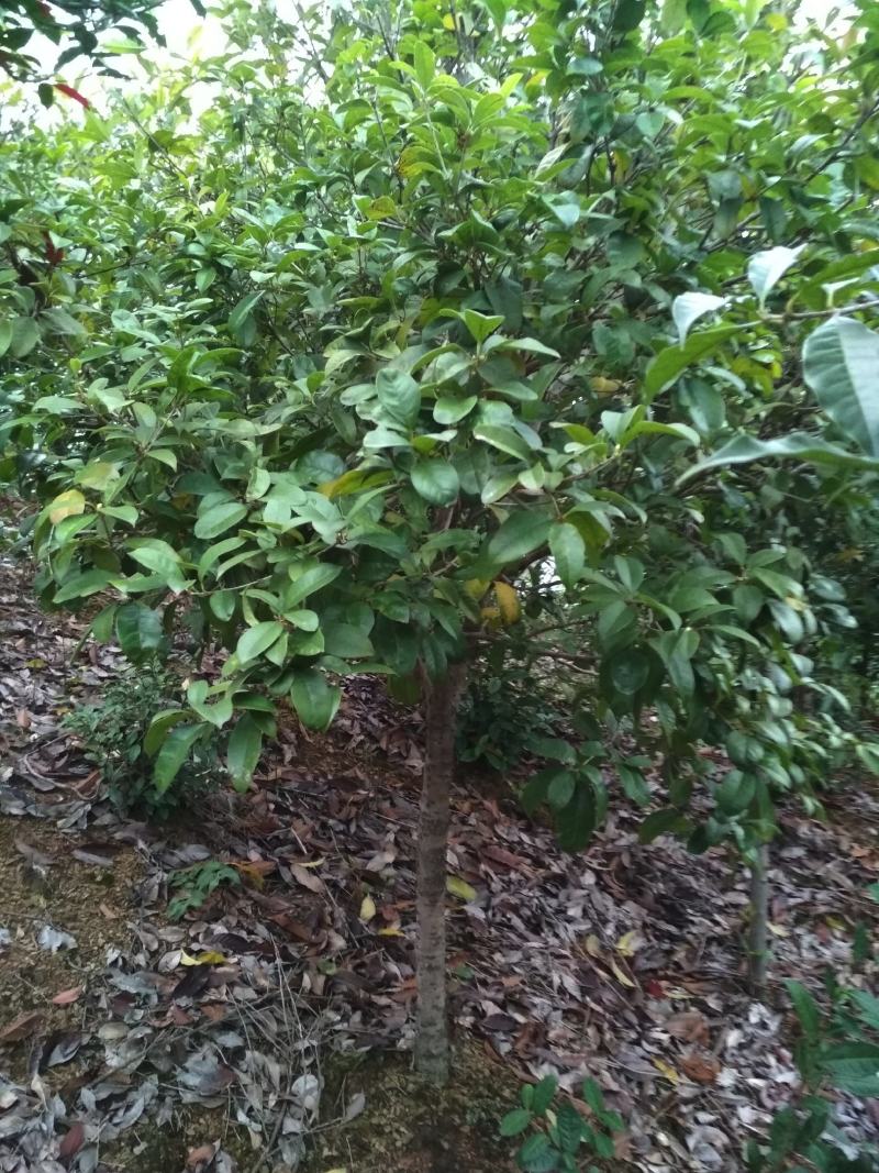 四季桂大树四季常青开花绿化工程桂花树庭院室外绿植苗木包邮