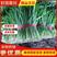 乐亭县头刀优质韭菜货源充足，根粗叶绿，产地直销！