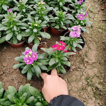 紫罗兰杯苗基地批发大小规格紫罗兰