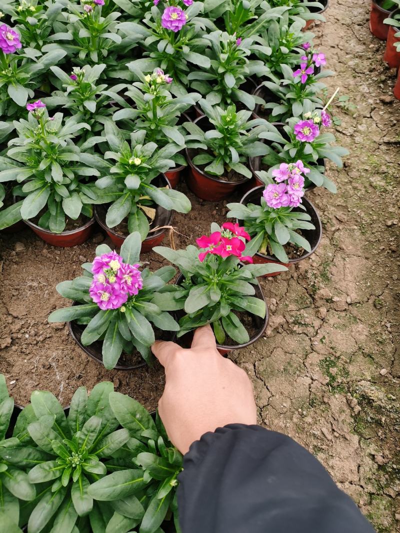 紫罗兰杯苗基地批发大小规格紫罗兰