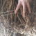 批发黄芪黄芪北芪原条非切片山黄芪野黄芪