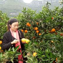 芦柑产地柑桔柑橘看货采摘保质保量欢迎订购