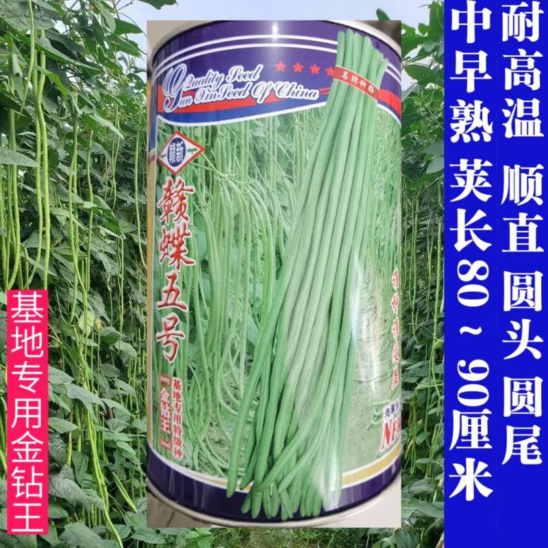 赣蝶五号豇豆种子特高产夏季耐高温长豆角翠绿耐湿耐热露地