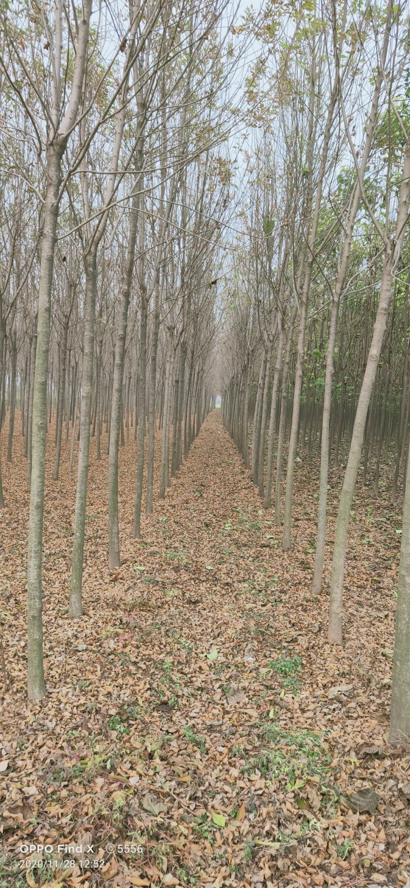 速生白蜡4公分，6公分，8公分，10公分