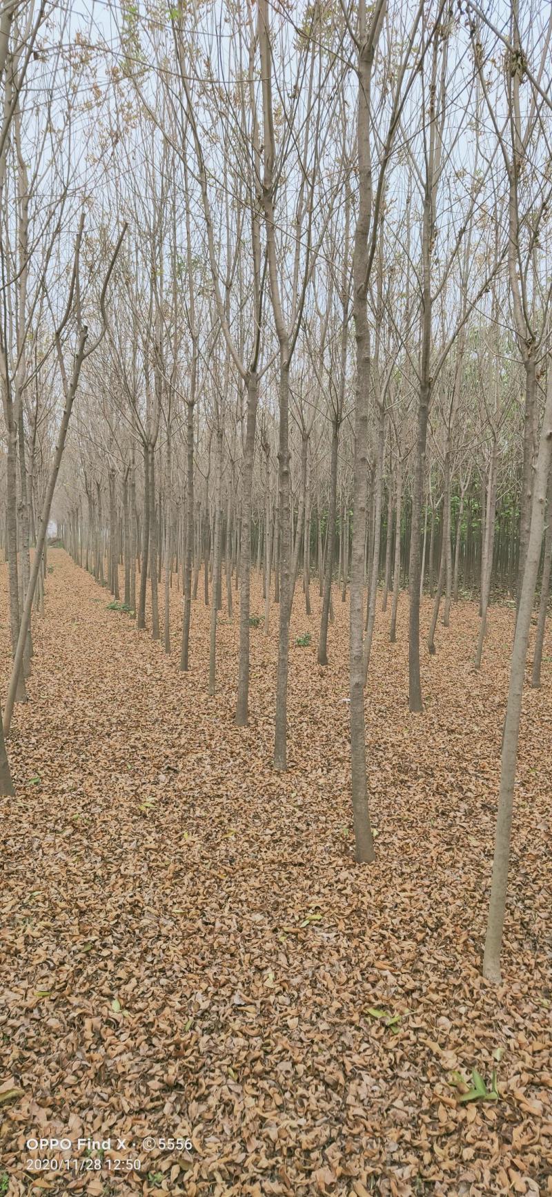 速生白蜡4公分，6公分，8公分，10公分