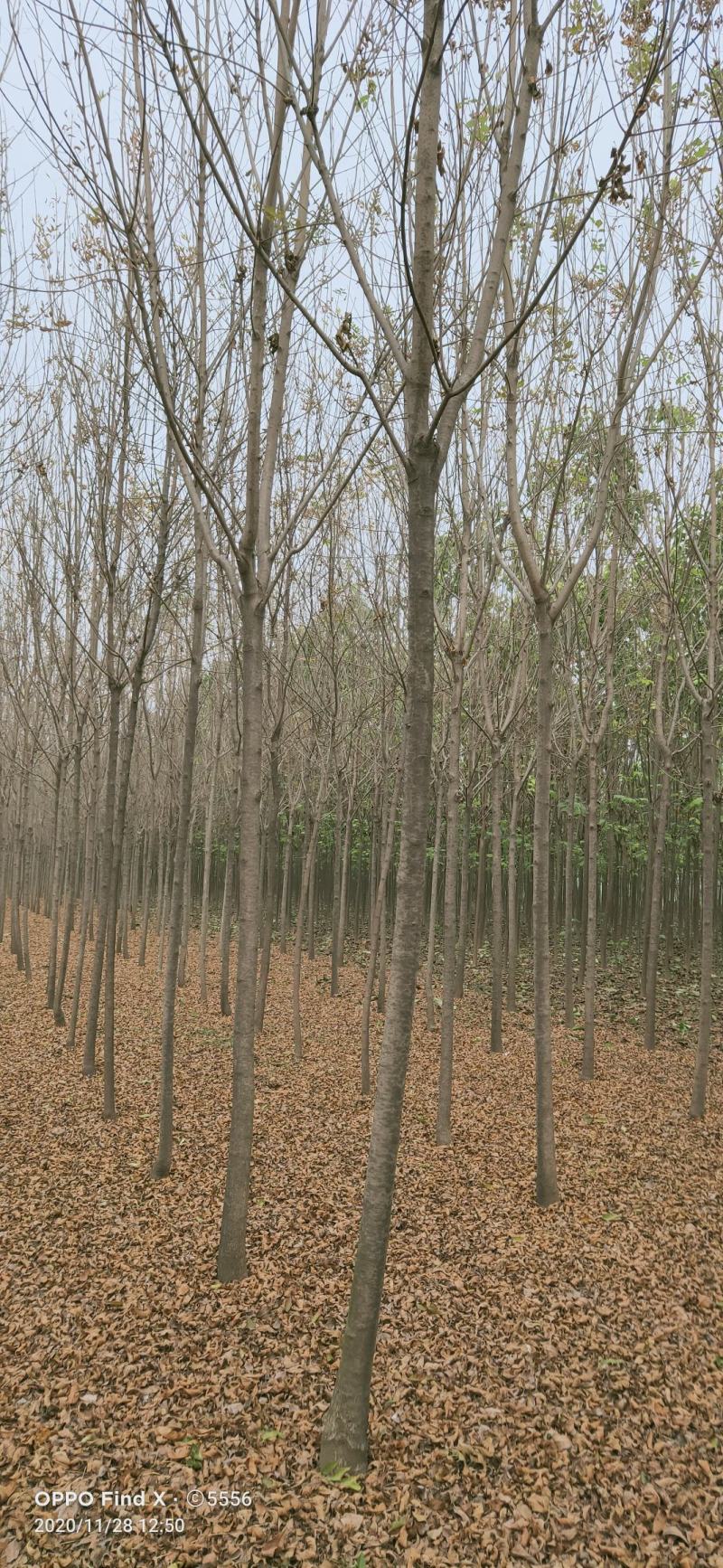 速生白蜡4公分，6公分，8公分，10公分