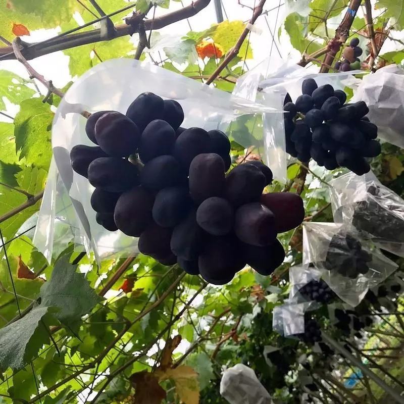 富士之辉葡萄苗葡萄苗批发葡萄苗繁育基地葡萄苗价格