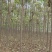 楸树，6公分，8公分，10公分，12公分