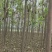 楸树，6公分，8公分，10公分，12公分