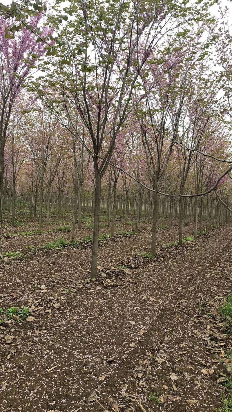 河南省鄢陵县精品巨紫荆，绿化工程各种规格，