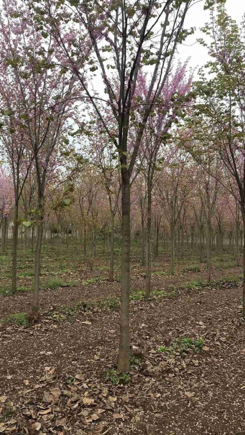 河南省鄢陵县精品巨紫荆，绿化工程各种规格，