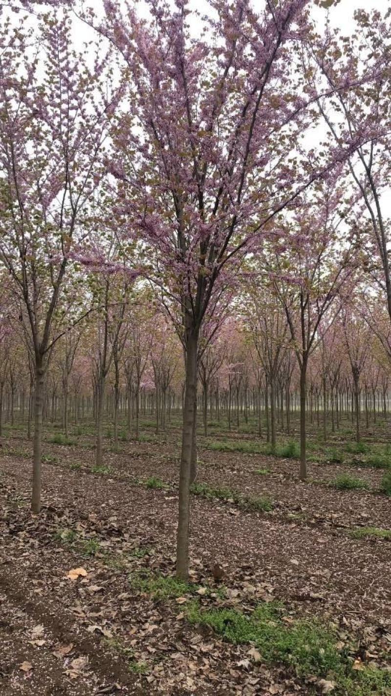 河南省鄢陵县精品巨紫荆，绿化工程各种规格，