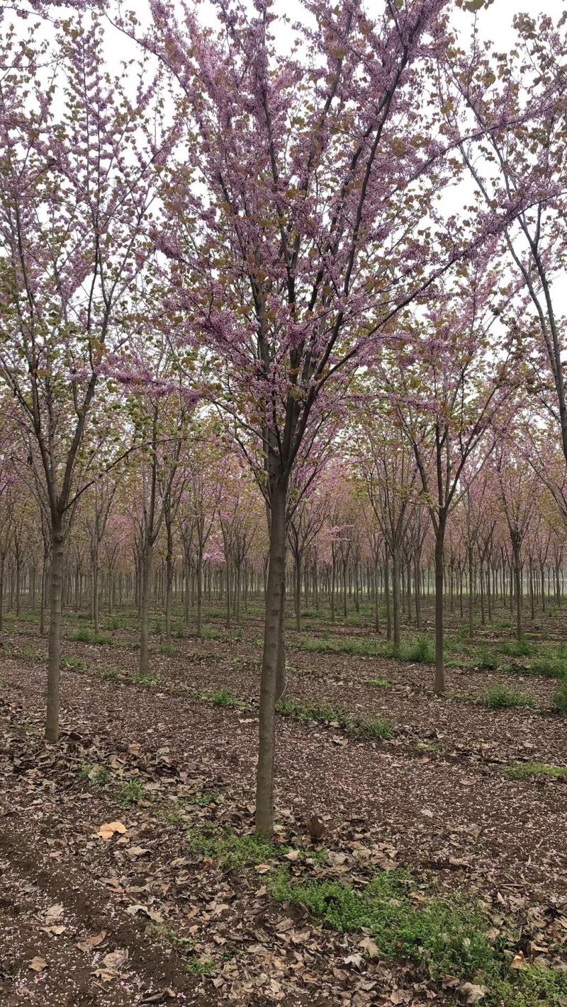 河南省鄢陵县精品巨紫荆，绿化工程各种规格，