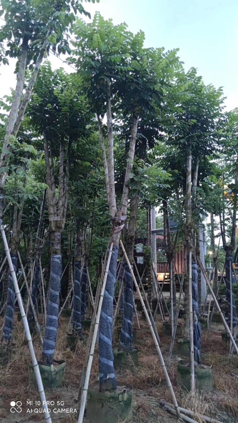 广东省普宁市供应火焰木、各种规格绿化苗木