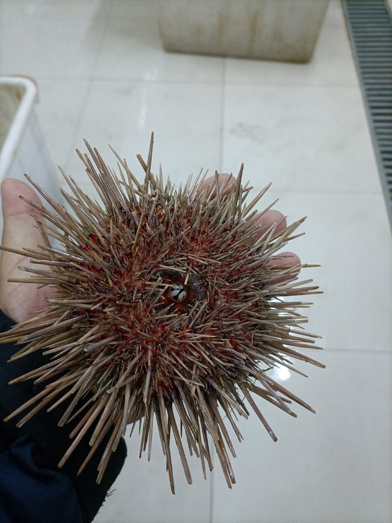 量大优惠大连海胆，活鲜即食海胆水袋1000g，欢迎批发