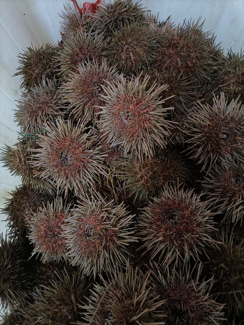 量大优惠大连海胆，活鲜即食海胆水袋1000g，欢迎批发