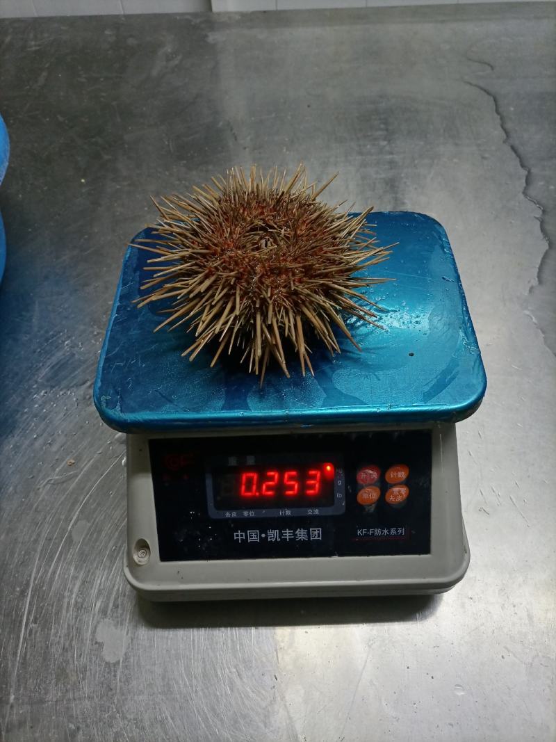 大连活鲜海胆，批发盒装100g，欢迎联系