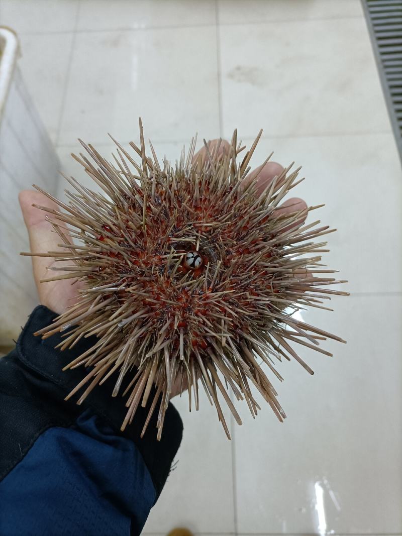 大连活鲜海胆，批发盒装100g，欢迎联系