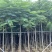 广东省普宁市供应凤凰木各种规格全冠苗骨架苗