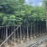广东省普宁市供应凤凰木各种规格全冠苗骨架苗