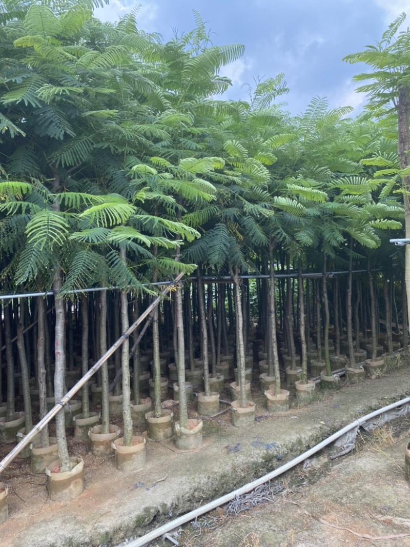广东省普宁市供应凤凰木各种规格全冠苗骨架苗