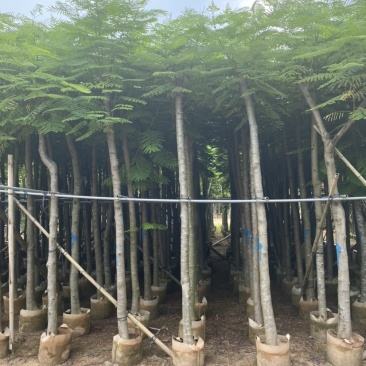 广东省普宁市供应凤凰木各种规格全冠苗骨架苗