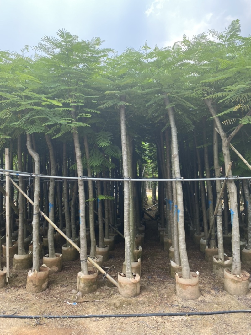 广东省普宁市供应凤凰木各种规格全冠苗骨架苗