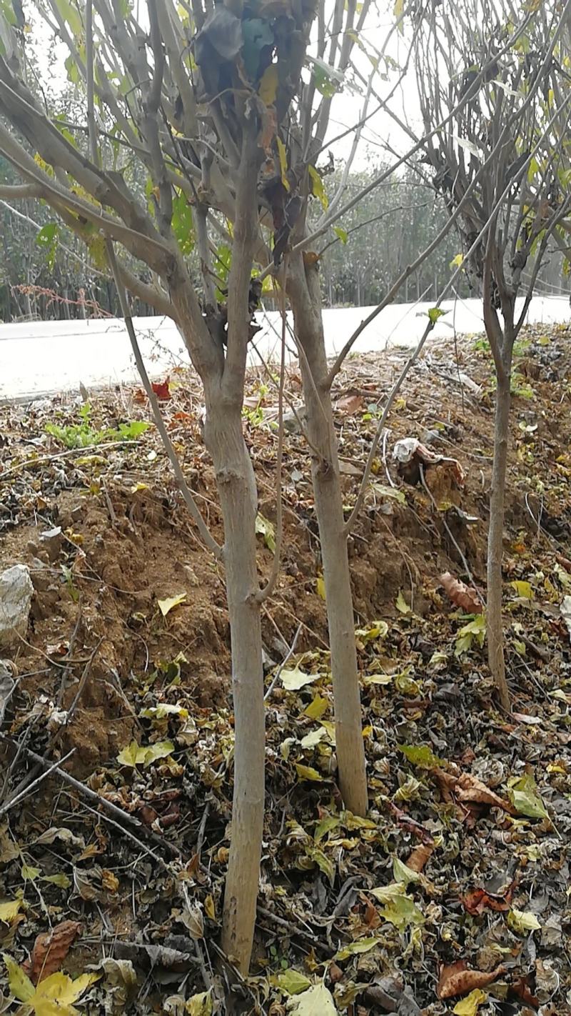 木槿苗批发，优质双瓣重花木槿花树苗优质行道树苗
