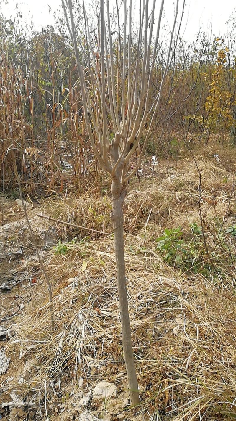 木槿苗批发，优质双瓣重花木槿花树苗优质行道树苗