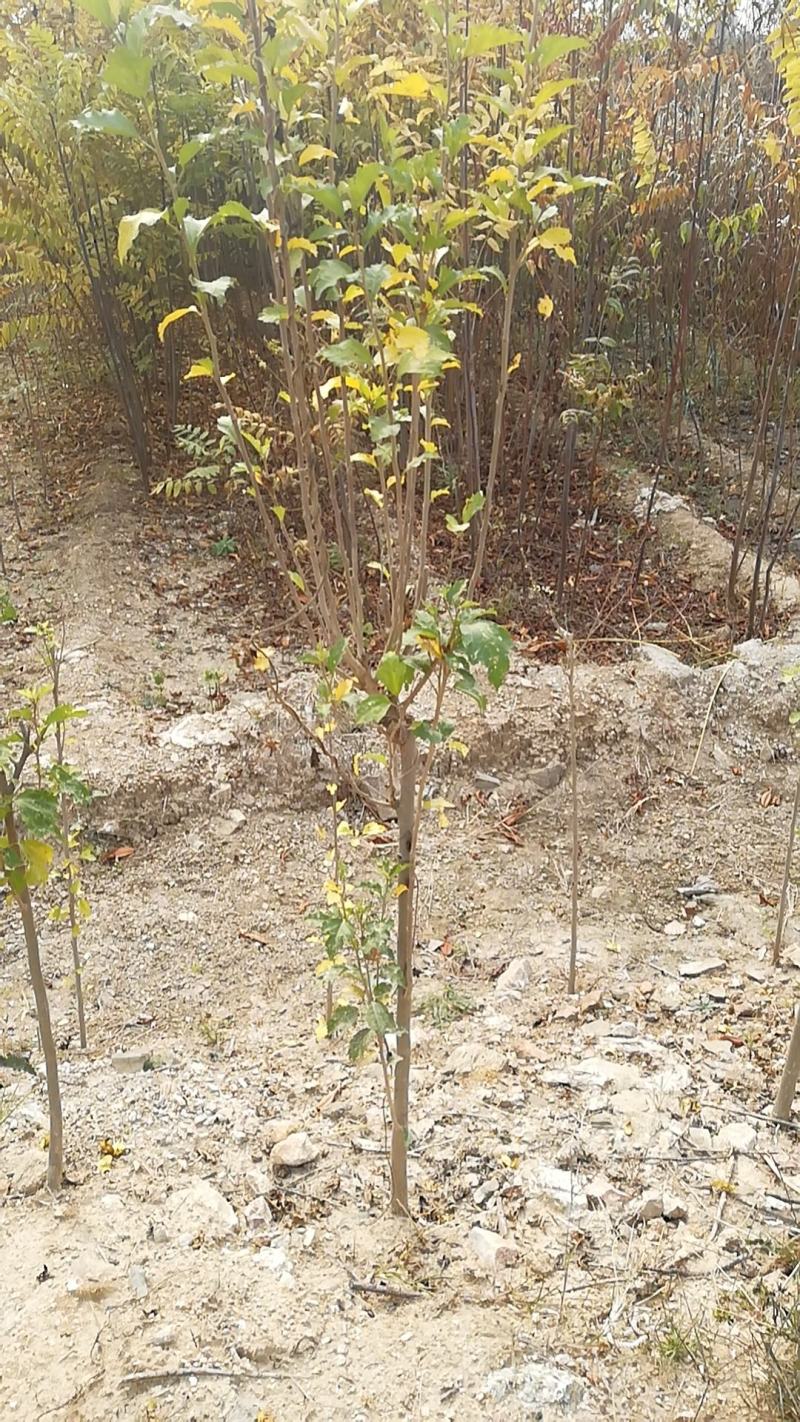 木槿苗批发，优质双瓣重花木槿花树苗优质行道树苗