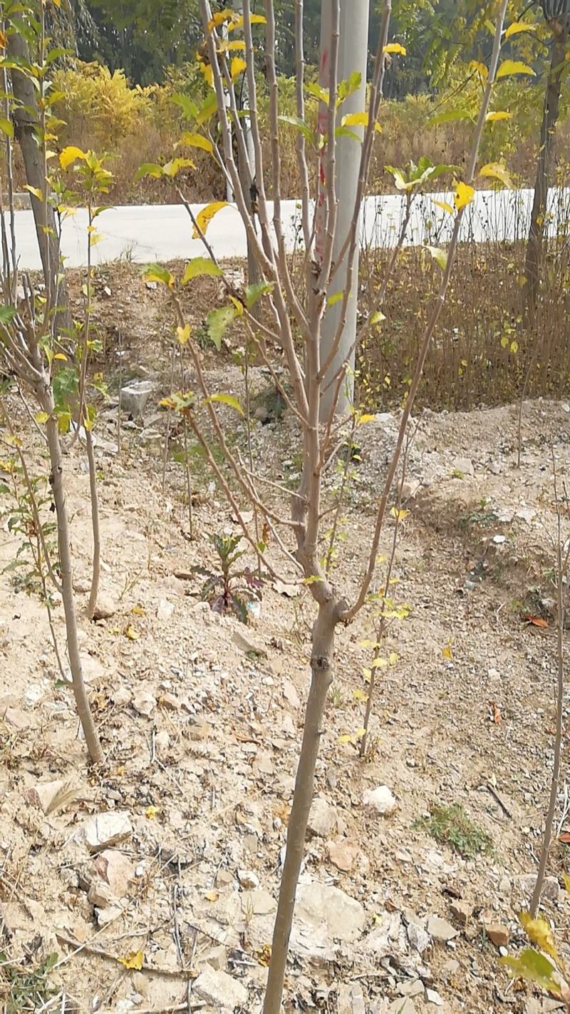 木槿苗批发，优质双瓣重花木槿花树苗优质行道树苗