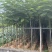 广东省普宁市供应凤凰木各种规格全冠苗骨架苗