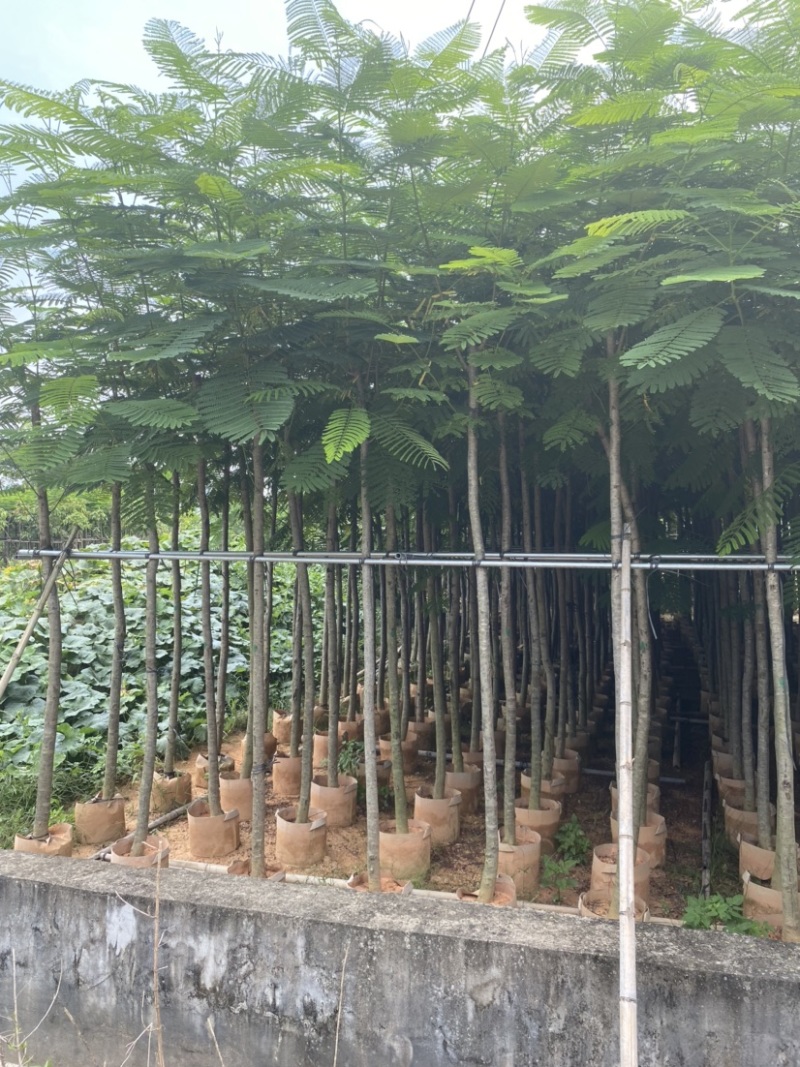 广东省普宁市供应凤凰木各种规格全冠苗骨架苗