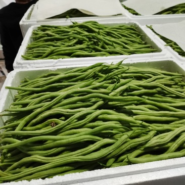 产地直供云南豆王无丝豆、架豆王、无筋豆