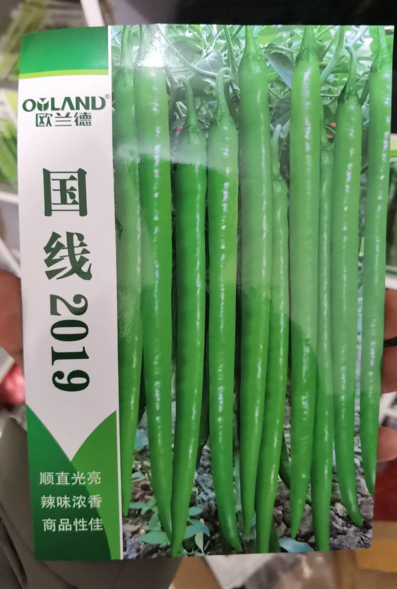国线2019线椒种子加长型翠绿皮坐果量大条椒线椒辣种子