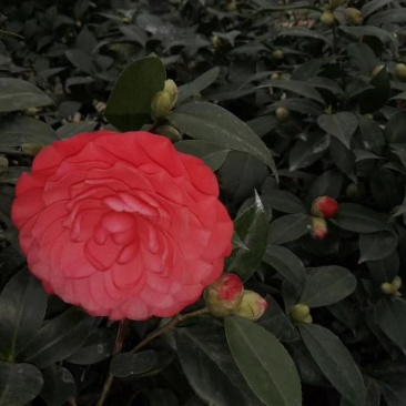 赤丹红中国红茶花各种规格开花鲜艳