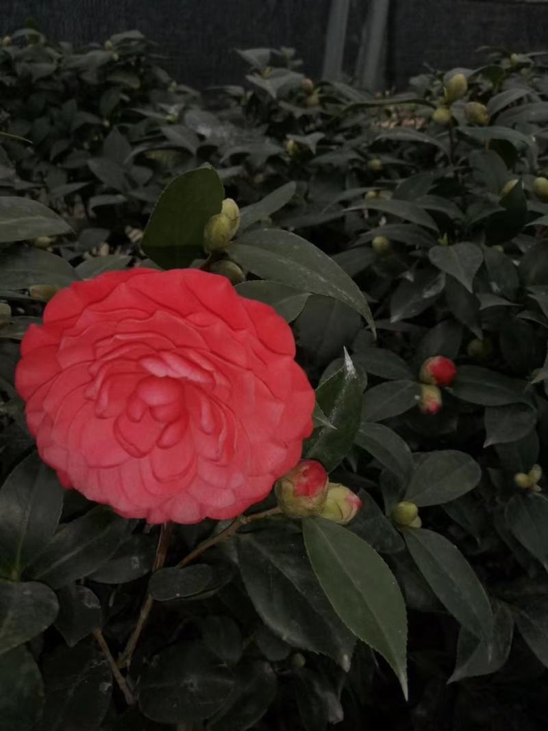 赤丹红中国红茶花各种规格开花鲜艳