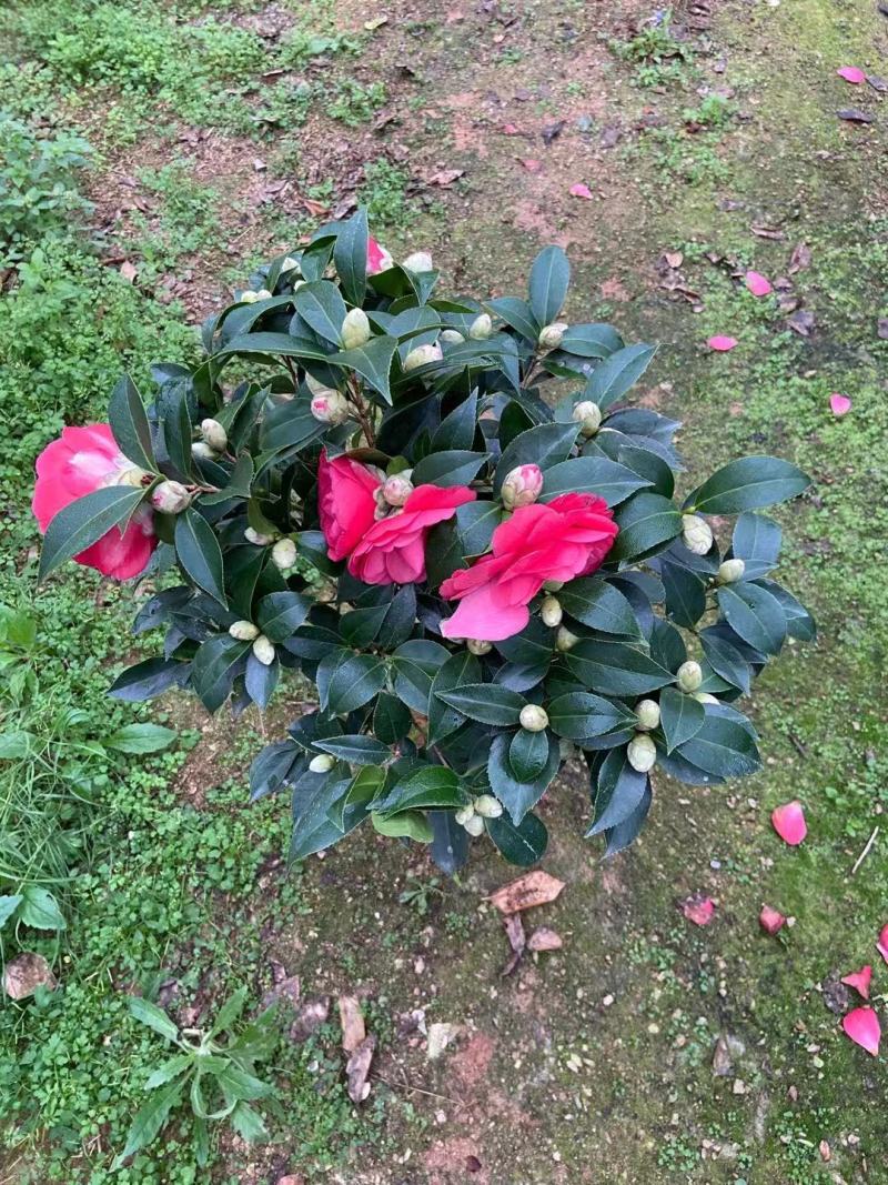 赤丹红中国红茶花各种规格开花鲜艳