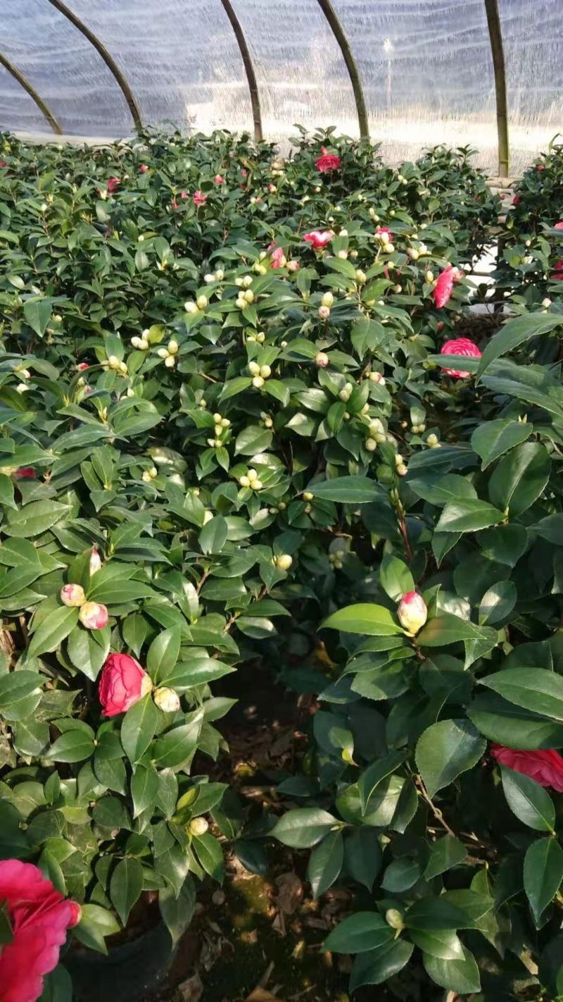 赤丹红中国红茶花各种规格开花鲜艳