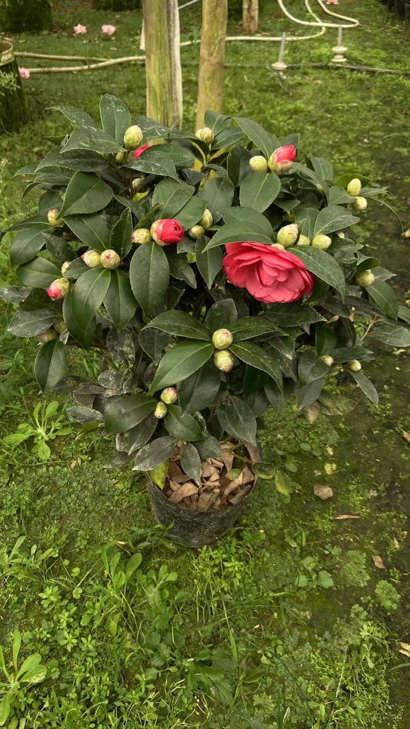 赤丹红中国红茶花各种规格开花鲜艳