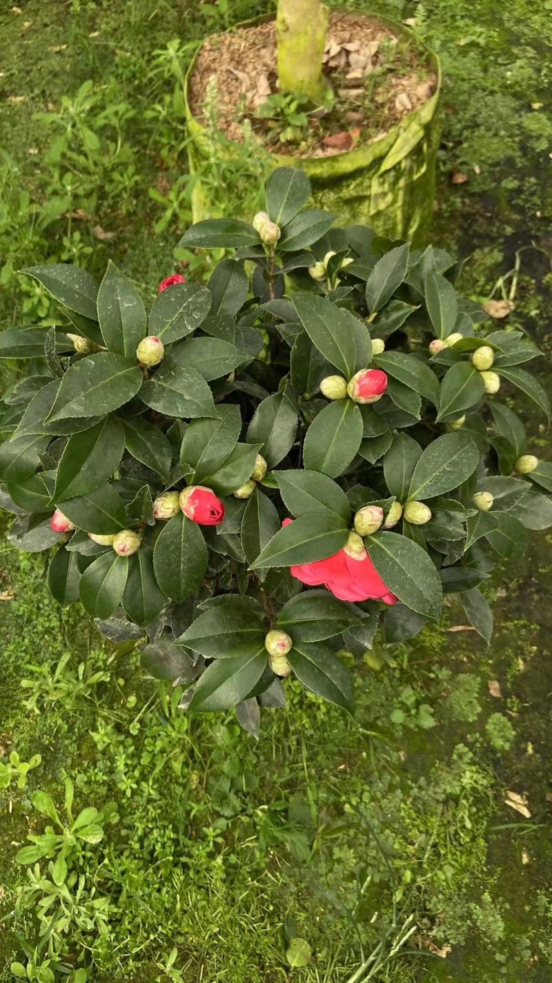 赤丹红中国红茶花各种规格开花鲜艳