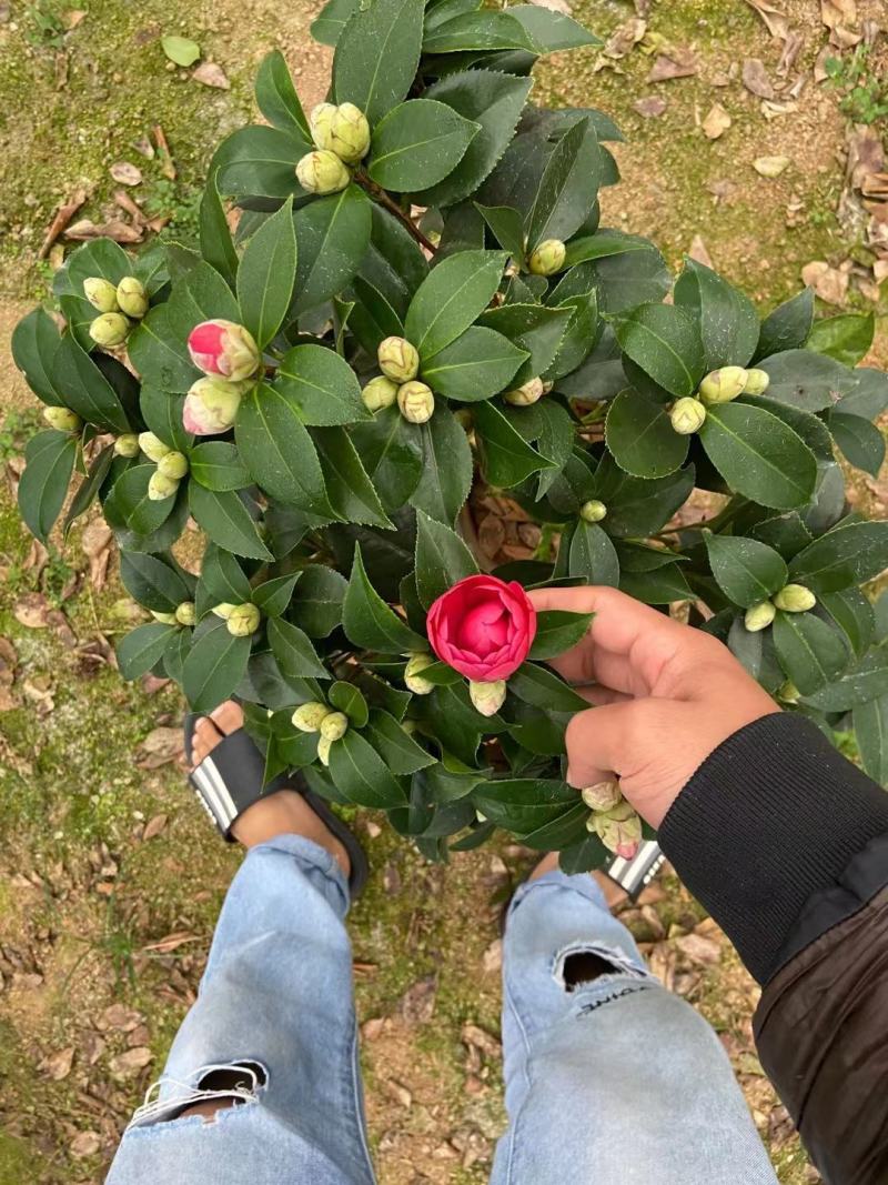 赤丹红中国红茶花各种规格开花鲜艳