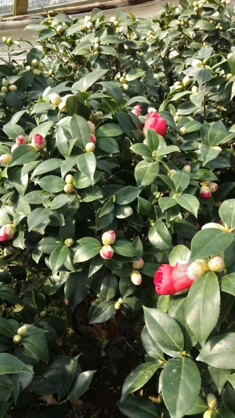 赤丹红中国红茶花各种规格开花鲜艳