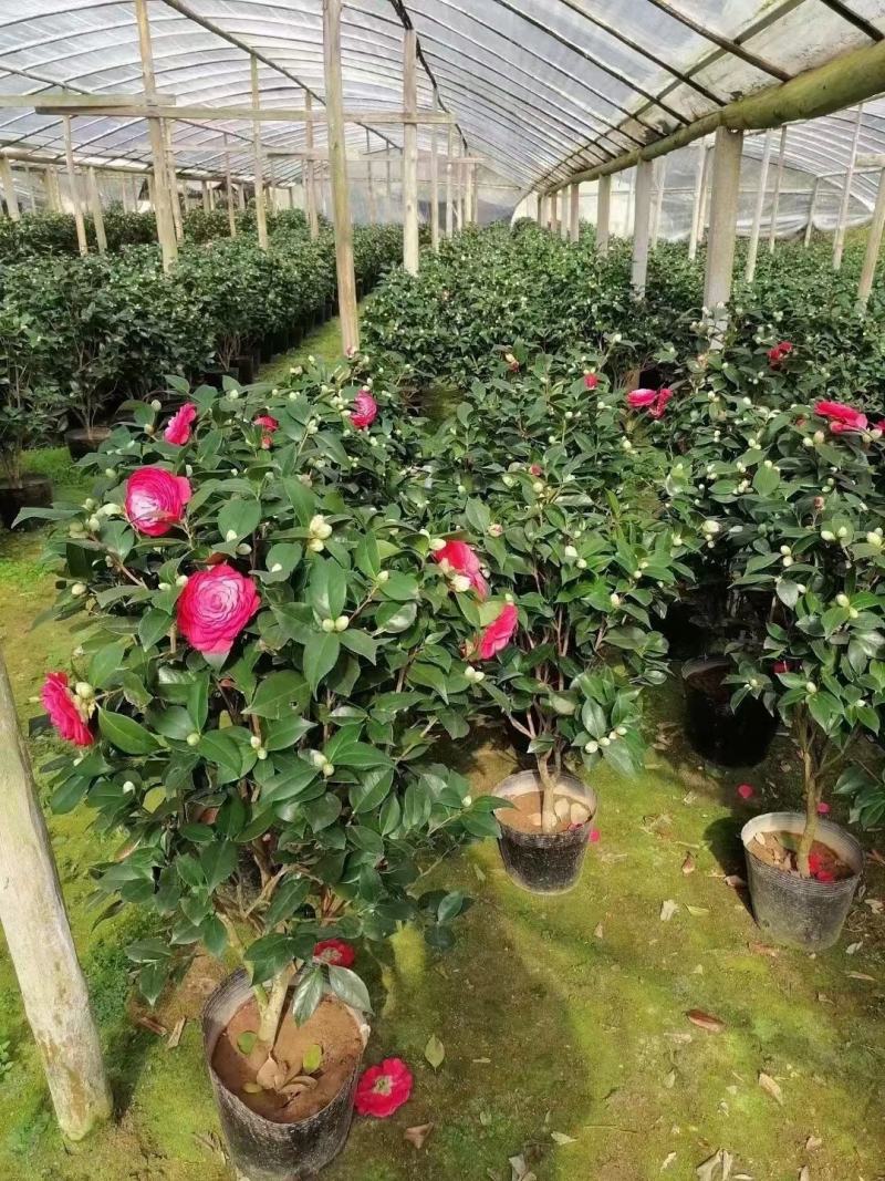 赤丹红中国红茶花各种规格开花鲜艳